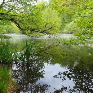 Teiche Herrenneuweiher-Bisel©VianneyMuller